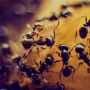 The Ants: Reborn берёт вдохновение у Fallout Shelter