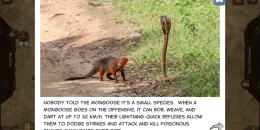 Скриншот Nature Board Game #4