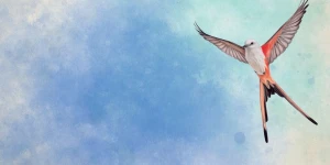 Wingspan — необычная карточная игра про птиц и спокойствие на iOS