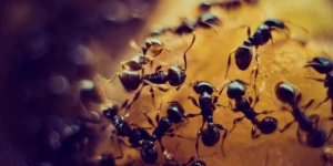 The Ants: Reborn берёт вдохновение у Fallout Shelter