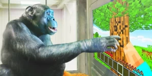 Обезьяну научили играть в Minecraft на сенсорном экране