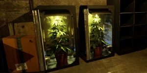 Демоверсия игры Drug Dealer Simulator 2 — стань наркобароном на месяц